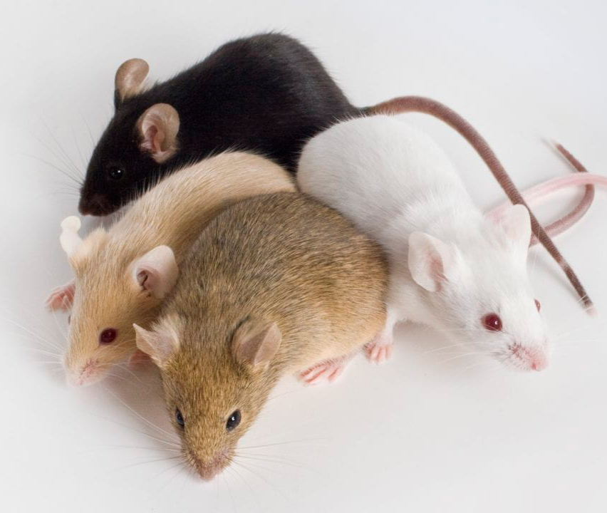 CONNTRACEPTOL The humane control of invasive rodents