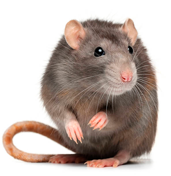 CONNTRACEPTOL The humane control of invasive rodents