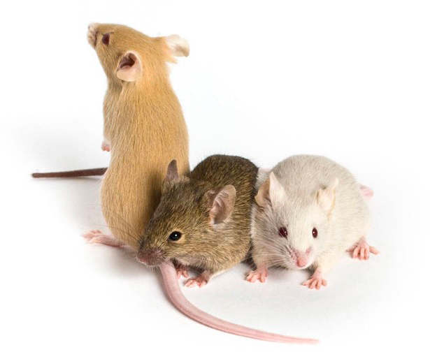 Why Conntraceptol&reg;