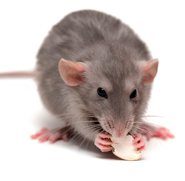 Why Conntraceptol&reg;